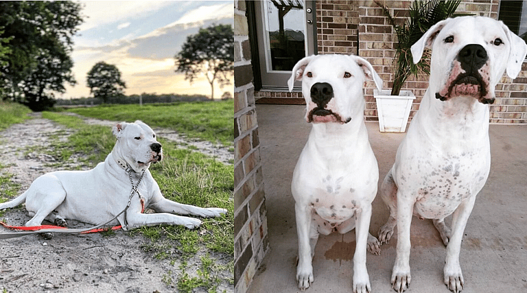 Aggressive Dog Breeds: Dogo Argentino