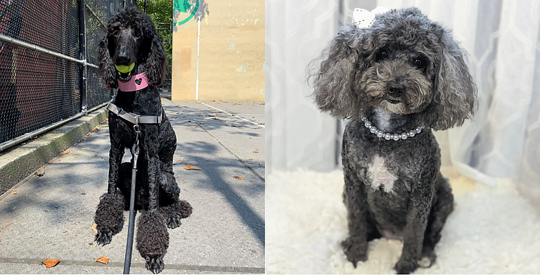 Aggressive Dog Breeds: poodles