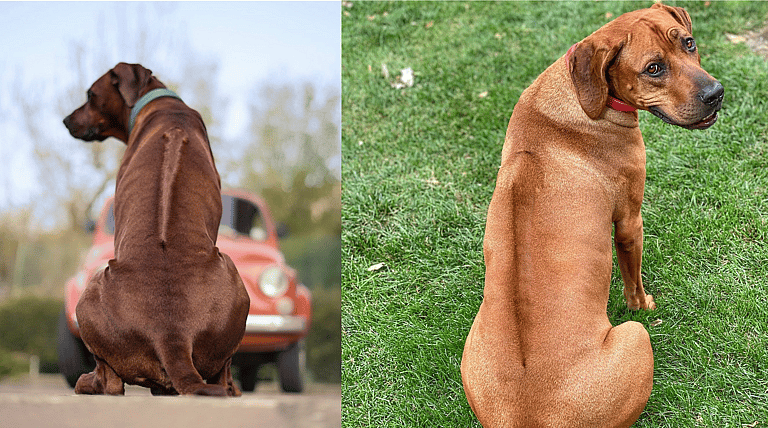 Aggressive Dog Breeds: Rhodesian Ridgebacks
