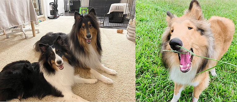 Aggressive Dog Breeds: Rough Collis