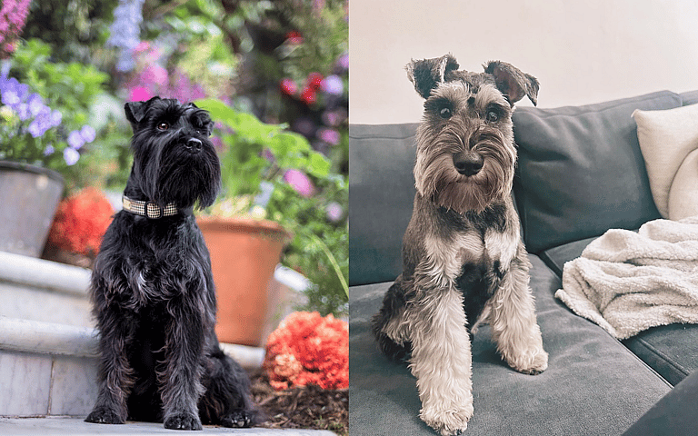 Aggressive Dog Breeds: Miniature Schnauzers