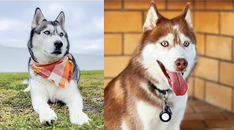 Aggressive Dog Breeds: Huskies