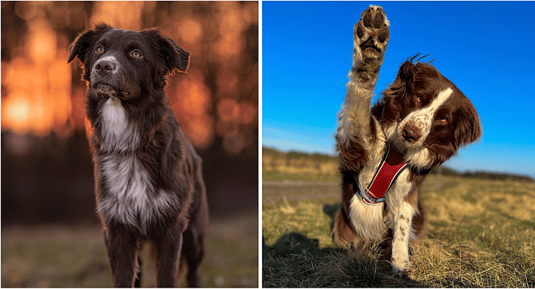 Blue Merle Australian Shepherds