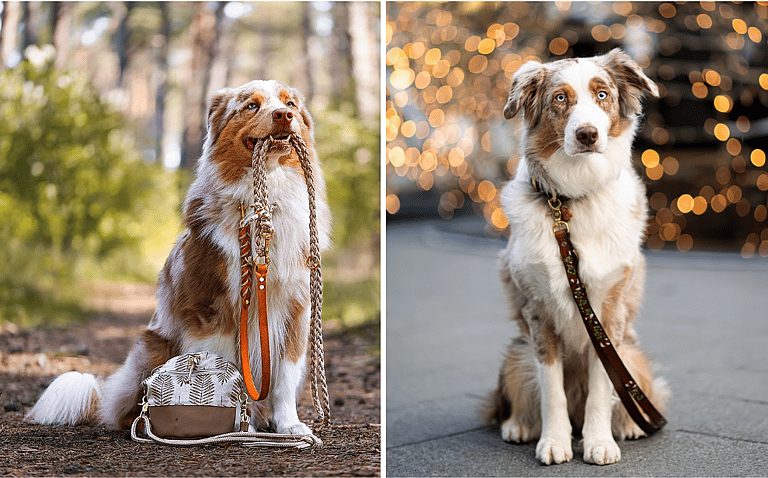 Blue Merle Australian Shepherds
