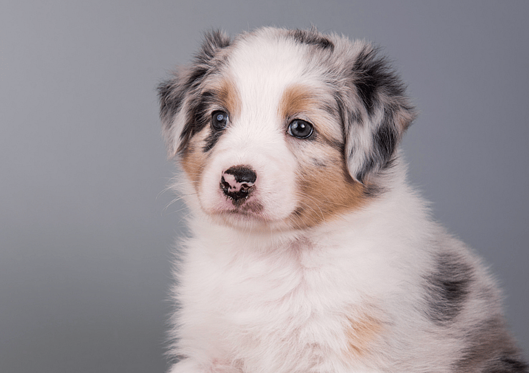 Blue Merle Australian Shepherds