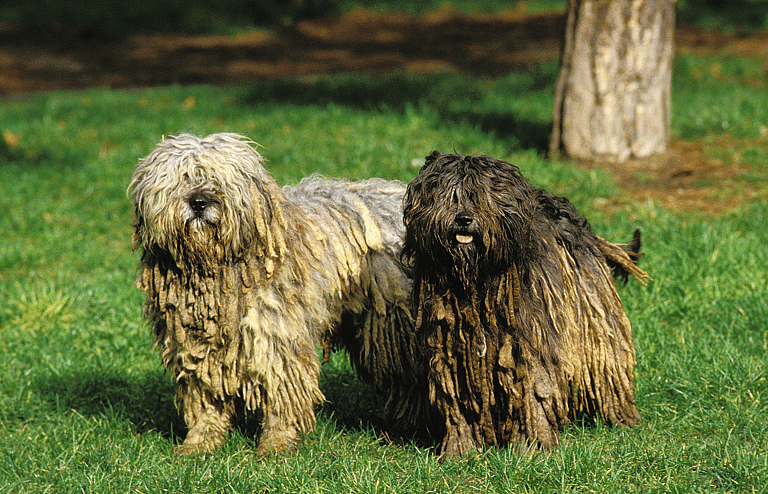 The Bergamasco Sheepdog