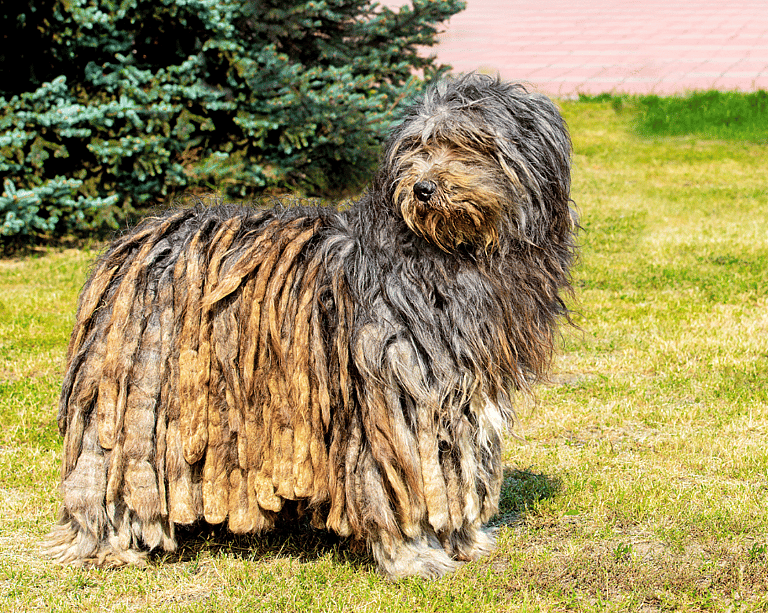 The Bergamasco Sheepdog