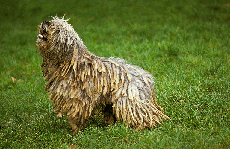 The Bergamasco Sheepdog