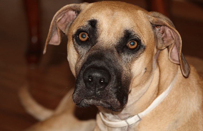 Black Mouth Cur