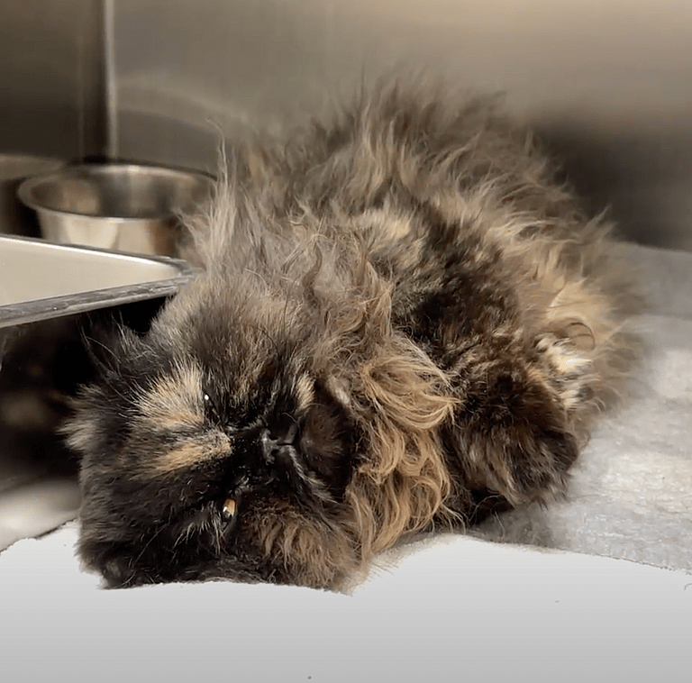 Grooming video: Watch How This Desperate Cat Asked for Help  & Got a Whole New Life!