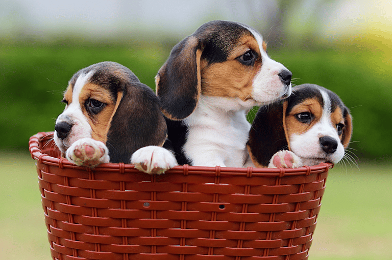Beagle Names