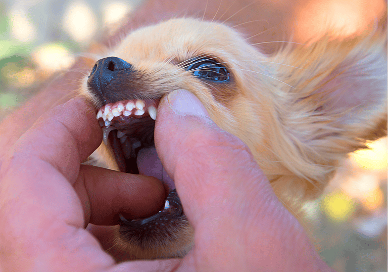 How Long Do Chihuahuas Live?