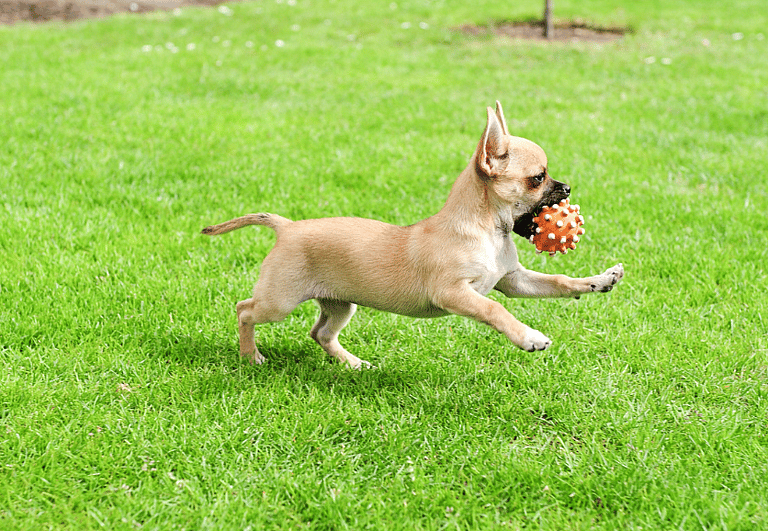 How Long Do Chihuahuas Live?