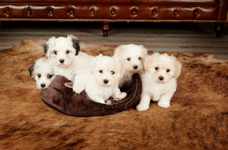 Coton de Tulear Dog