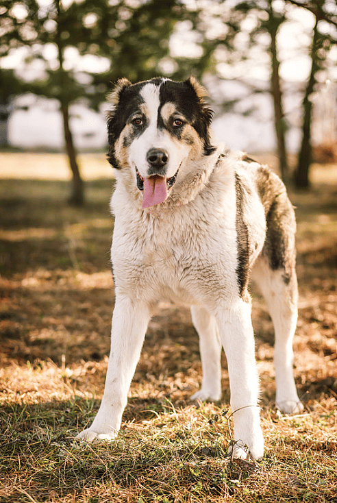 This Dog Was Bred by Mother Nature. Meet the Alabai, the Central Asian Shepherd dog