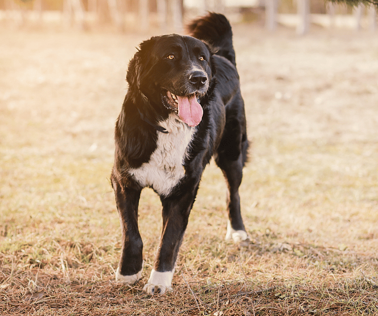 This Dog Was Bred by Mother Nature. Meet the Alabai, the Central Asian Shepherd dog