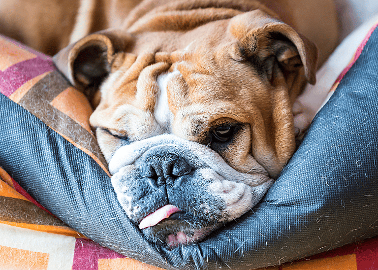 English Bulldog’s Lifespan