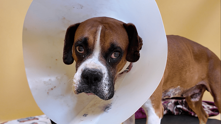 Sitting With Dogs #48: Sinatra