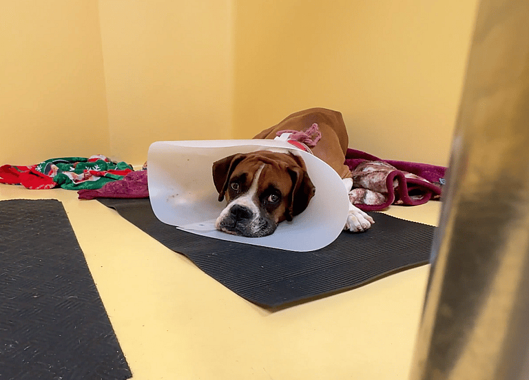 Sitting With Dogs #48: Sinatra