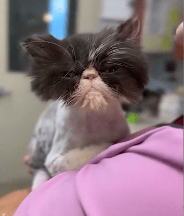Watch the Transformation of Pearl: The Most Severely Matted Cat I’ve Ever Seen!
