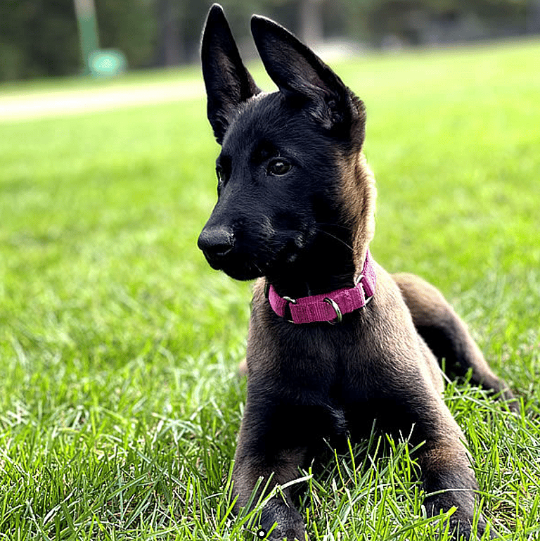 Black Belgian Malinois puppy