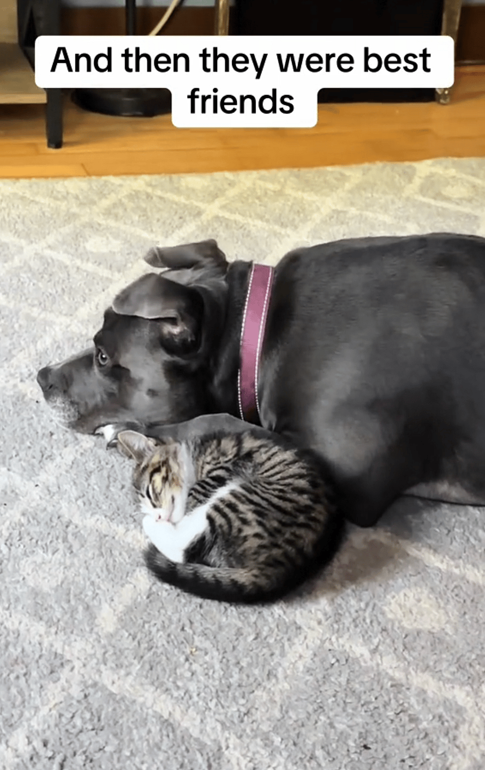 Precious Pit Bull's Friendship With Tiny Kitten Proves How Intuitive & Gentle Dogs Can Be