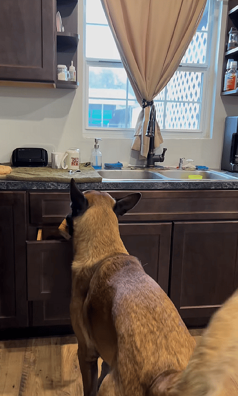 Watch These Brilliant Belgian Malinois Help Their Mom Bake Homemade Dog Treats!
