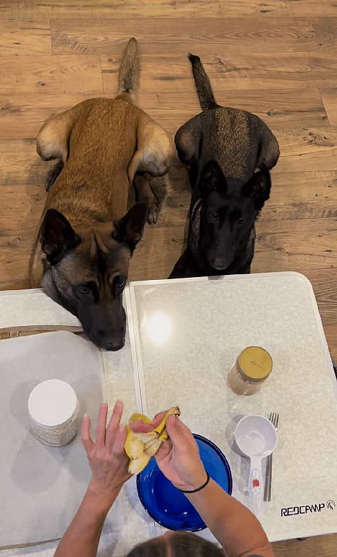 Watch These Brilliant Belgian Malinois Help Their Mom Bake Homemade Dog Treats!