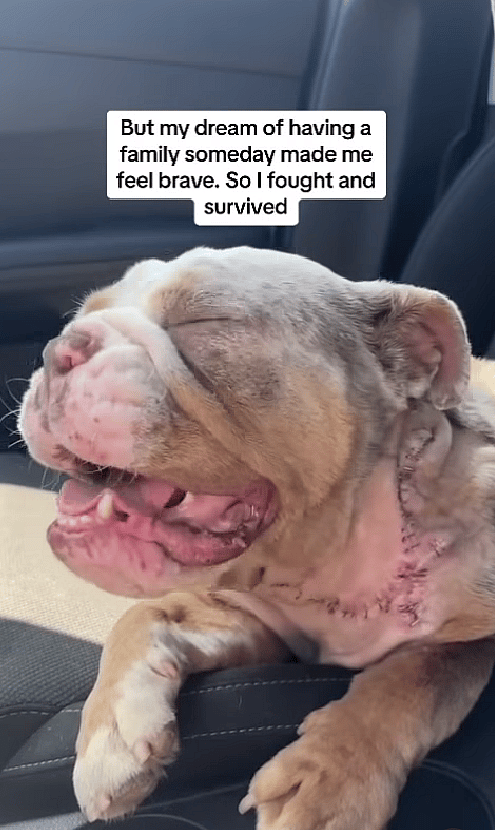 Overcrowded Shelters Almost Cost Her Life—How One Bulldog Beat the Odds Thanks to a Heroic Rescue