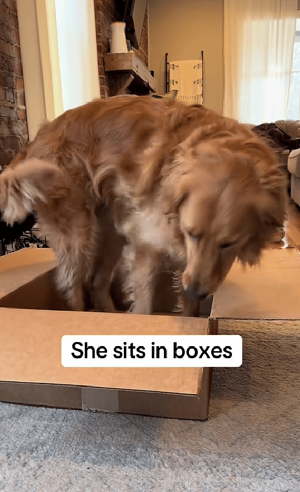 This Golden Retriever Thinks She’s a Cat—Maple’s Viral TikTok Will Make You Laugh Out Loud
