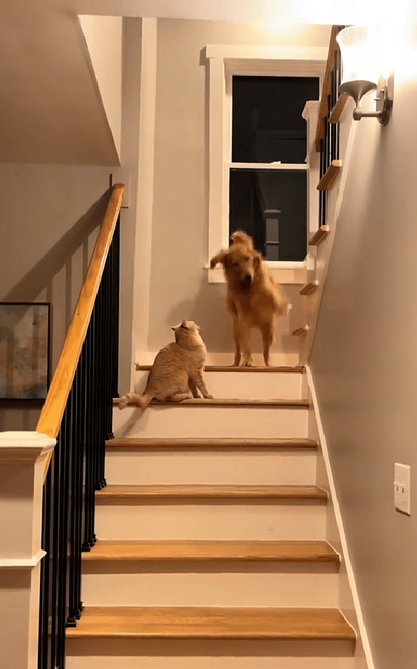 This Golden Retriever Thinks She’s a Cat—Maple’s Viral TikTok Will Make You Laugh Out Loud