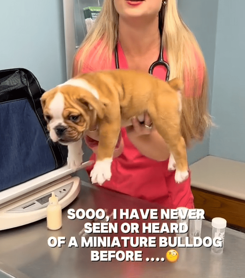 Mini Bulldog