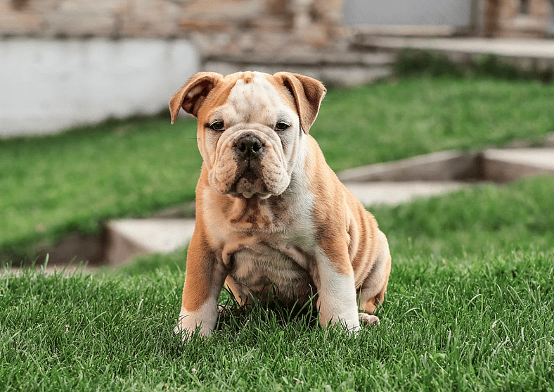 Mini Bulldog