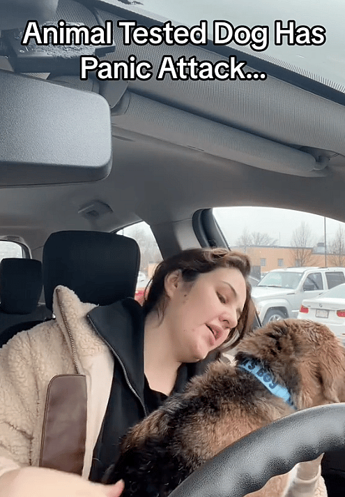 5 Years of Animal Testing Left This Beagle Traumatized—Now He Battles Panic Attacks