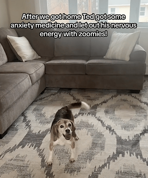 5 Years of Animal Testing Left This Beagle Traumatized—Now He Battles Panic Attacks