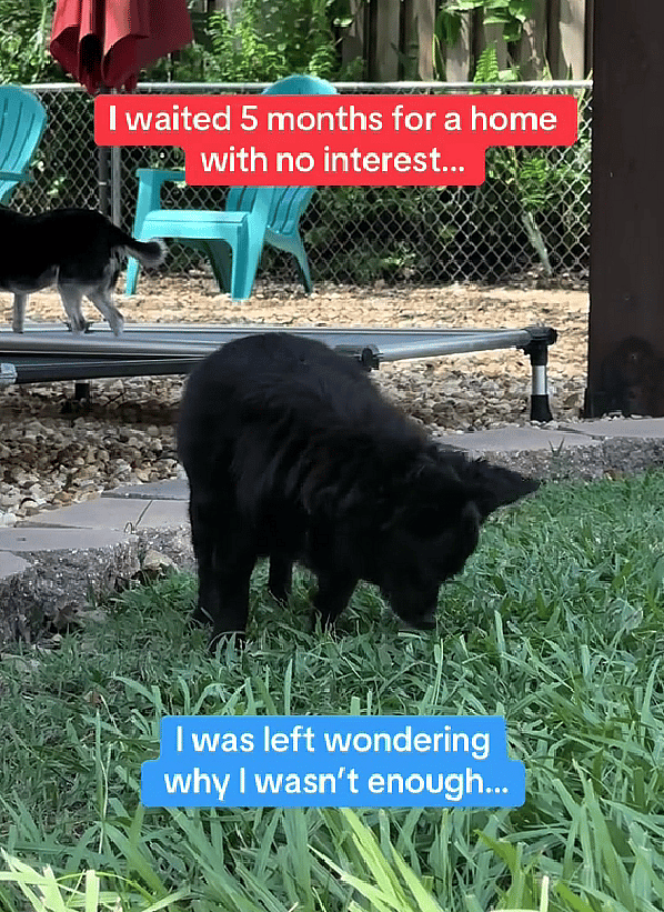 Abandoned 14-Year-Old Chihuahua