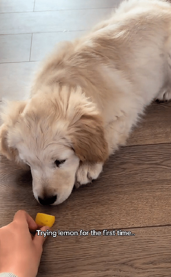 Golden Retriever FREAKS OUT After Tasting Lemon — His Reaction Left Millions HOWLING! 😱🍋
