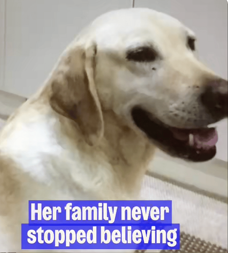 Labrador Retriever Stolen From Yard 7 Years Ago Is Finally Home—Watch the Heartwarming Reunion!