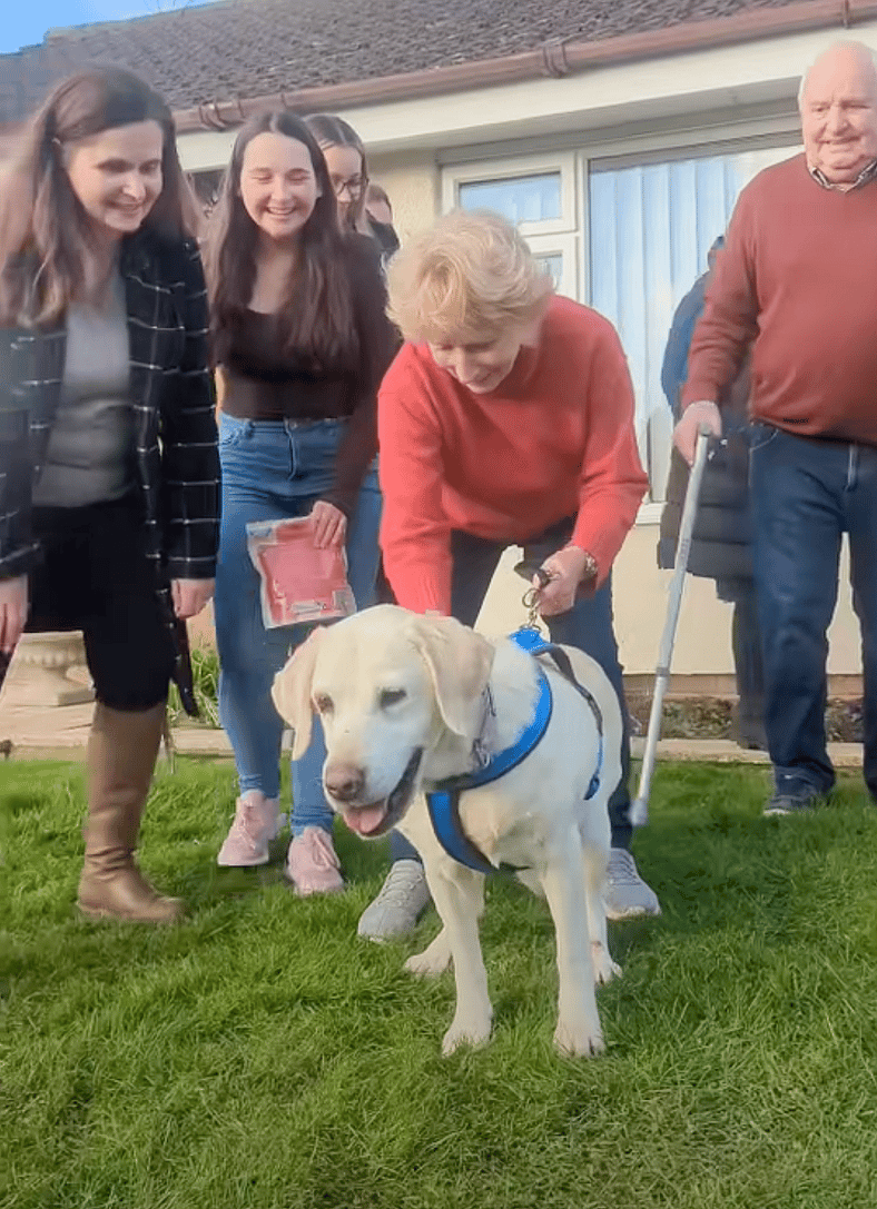 Labrador Retriever Stolen From Yard 7 Years Ago Is Finally Home—Watch the Heartwarming Reunion!