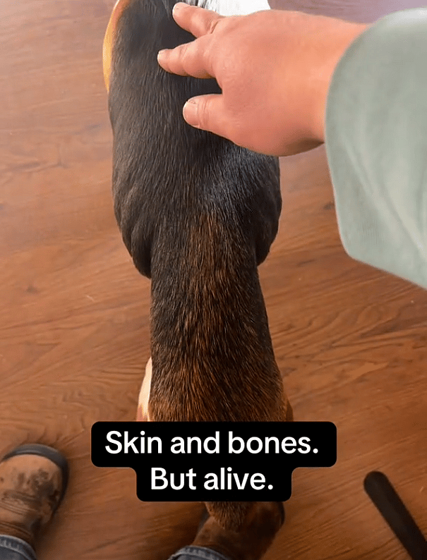 Vet Says Gunshots Missed Her Brain by Millimeters—Now This Beagle’s Recovery Is Inspiring Millions