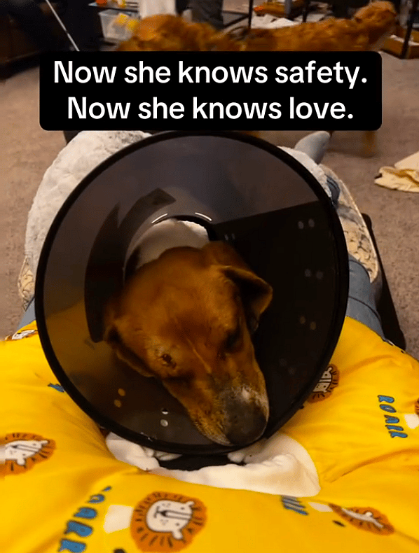 Vet Says Gunshots Missed Her Brain by Millimeters—Now This Beagle’s Recovery Is Inspiring Millions