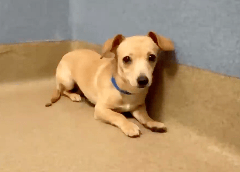 sitting with dogs 92 - pickles