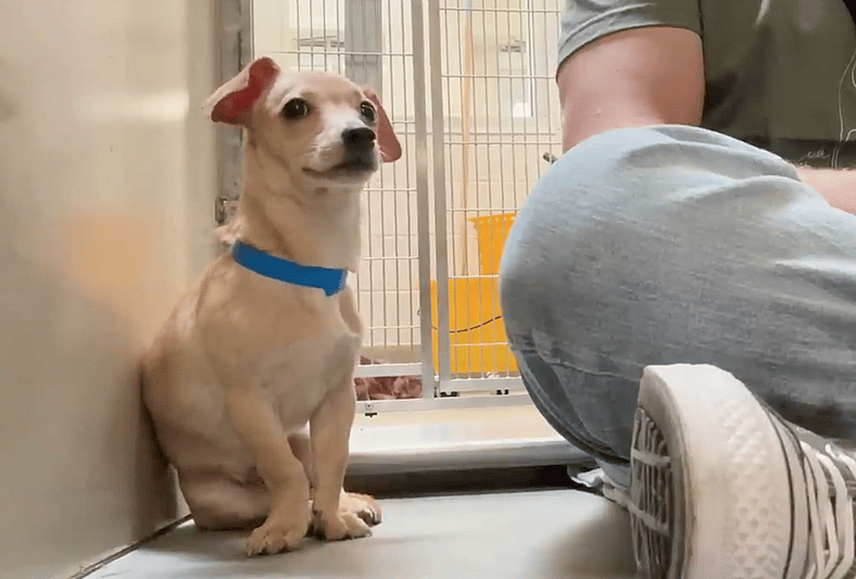 sitting with dogs 92 - pickles