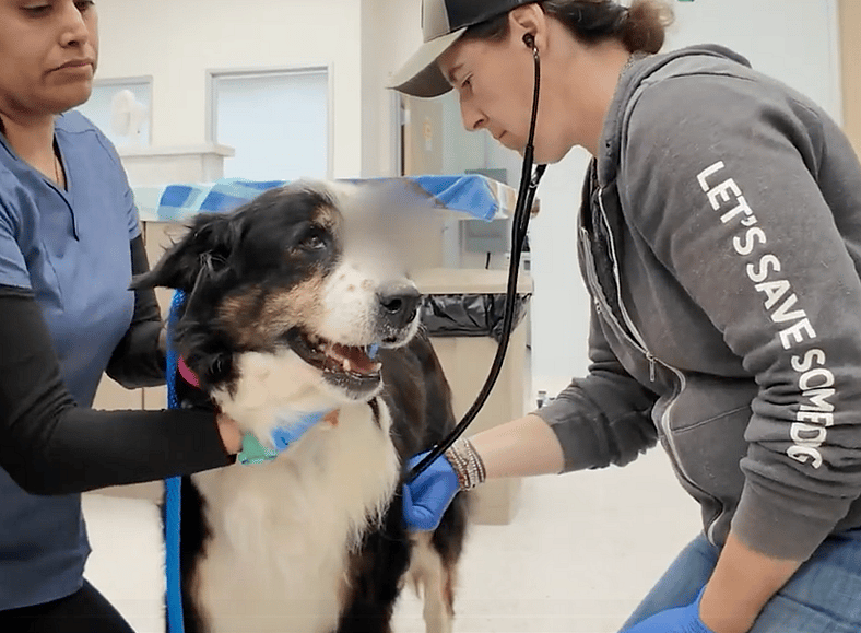 Sitting with dogs 93 - Cassie