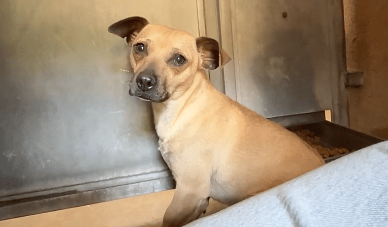 Sitting with dogs 94