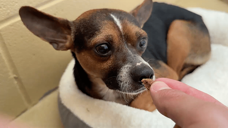 Sitting with dogs 94