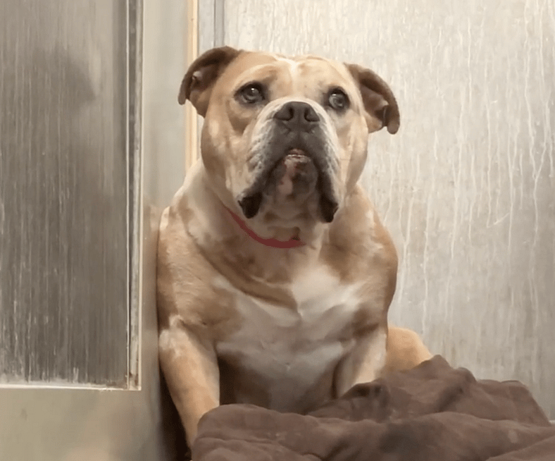 Sitting With Dogs 96 Fiona