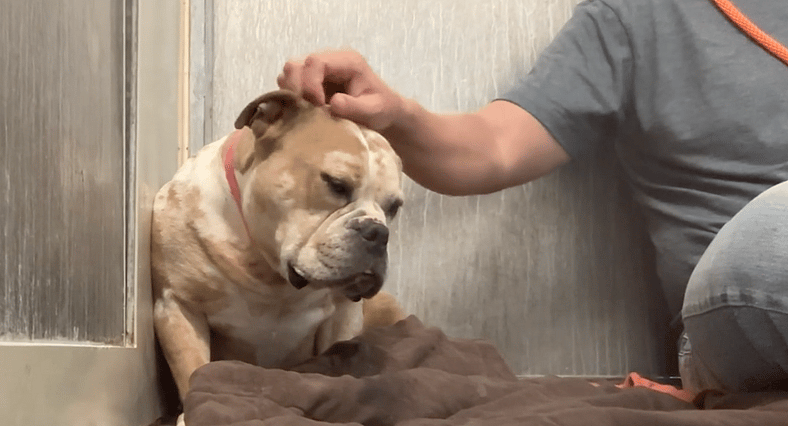 Sitting With Dogs 96 Fiona