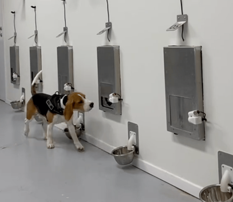 This Beagle Can Sniff Out Cancer—Watch Him Detect It With Shocking Accuracy