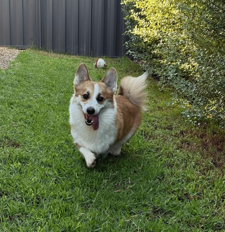 He Spent All of His Days Alone on a Balcony—Until a Stranger Fought to Save Him